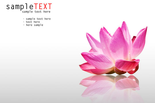 Beautiful pink lotus reflex on background