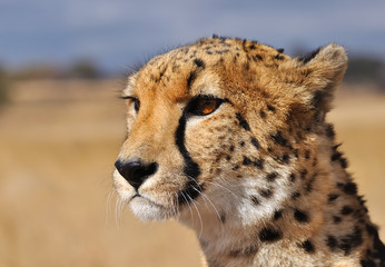 guépard 2