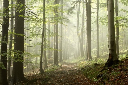 Fototapeta Forest trail among the deciduous and coniferous trees