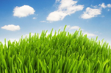 Green grass against blue sky