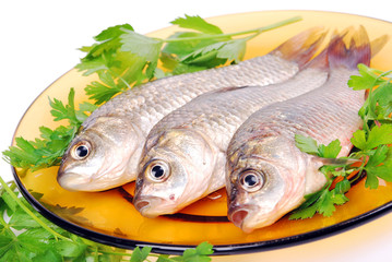 Freshwater fish, close up, green leaves