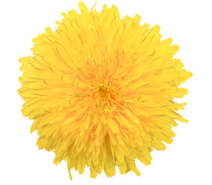 Fototapeta One yellow flower of dandelion isolated on white background