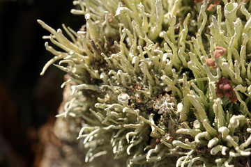 Background of Lichens (Cladonia)