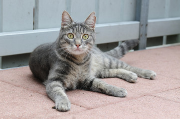 Katze aufmerksam