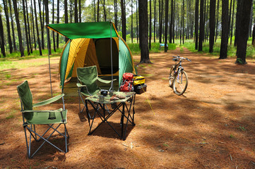 camping in pine forest