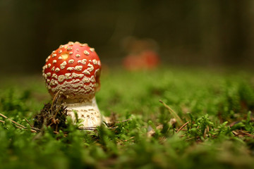 Mushroom