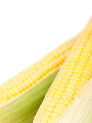 Maize against white