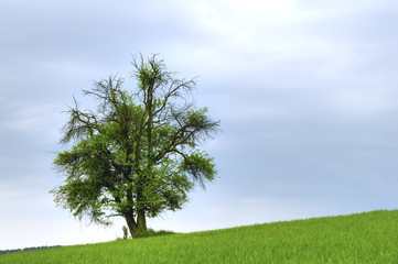 Fototapeta na wymiar A Solitary Tree