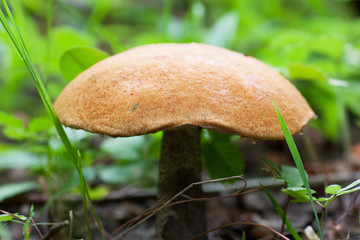Mushroom