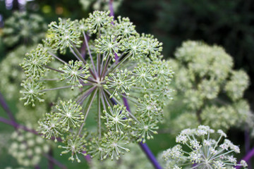 Echte Arznei Engelwurz  (Angelica archangelica)