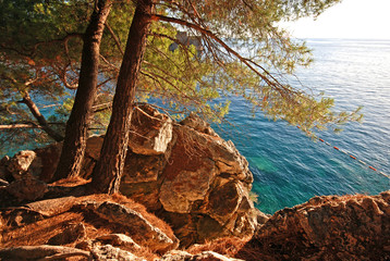 summer landscape with Adriatic Sea and pine tree