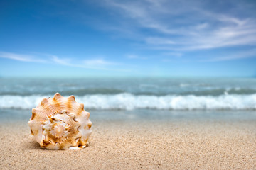 Obraz na płótnie Canvas Sea shell on sand