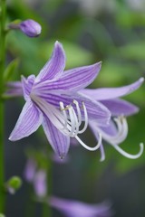 ギボウシのアップ