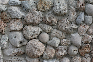 Corals wall