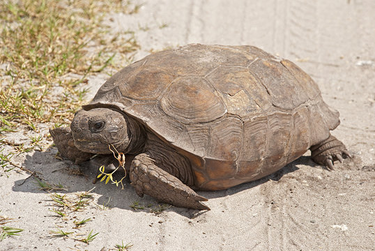 Gopher tortoise crossing trail