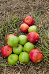 apples on the grass mowed
