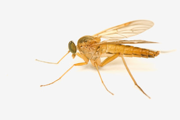 Rhagio tringarius