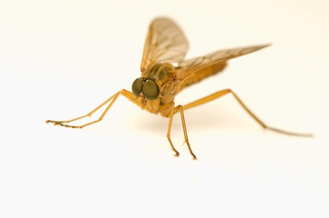 Rhagio tringarius