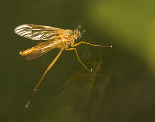 Rhagio tringarius