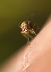 Fly