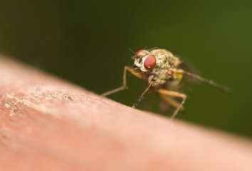 Fly