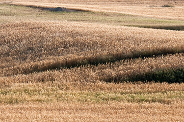 Fototapeta premium Wheat field