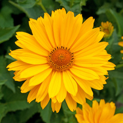 Sonnenauge - Heliopsis