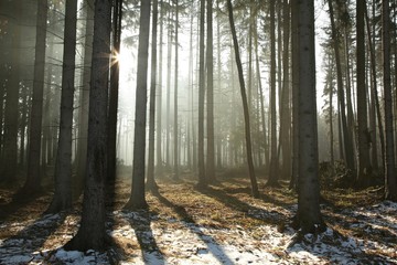 Fototapeta premium Coniferous forest backlit by the morning sun