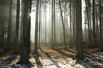  Coniferous forest backlit by the morning sun © Aniszewski