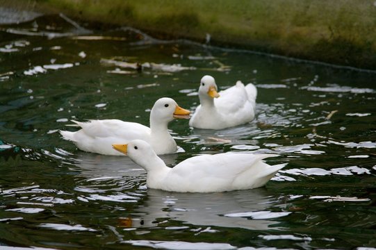 Frollicking ducks