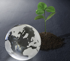 globe inside of the plant