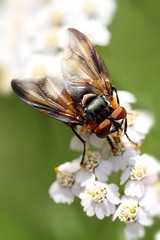 fly on yarrow