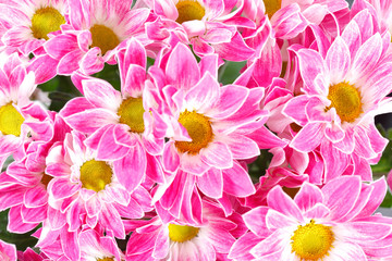 Chrysanthemum Flowers