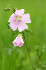 Obraz premium Malva moschata