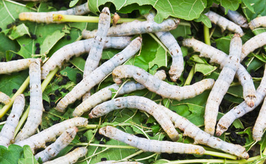 Silk worm eating mulberry leaf