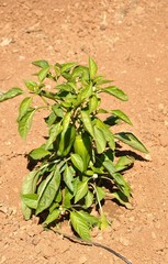 plant d'aubergine