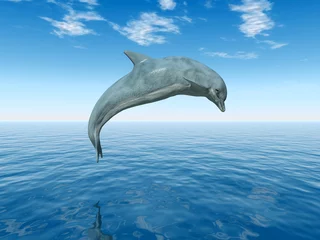 Fototapeten Springender Delfin © Michael Rosskothen