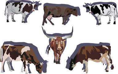 six bulls and cows illustration