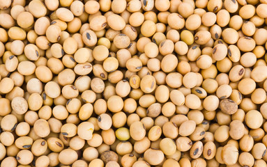 soybeans fills the frame