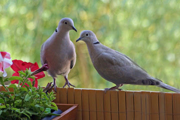 Couple de tourterelles