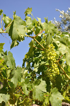 culture de la vigne 3