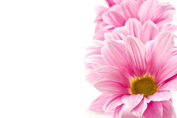 Fototapeta premium flowers