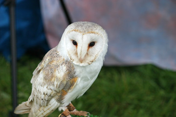 barn owl