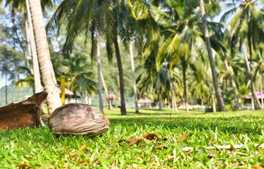 coconut tree