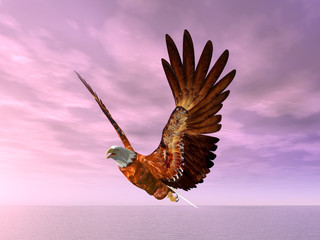 Plakat Sea Eagle