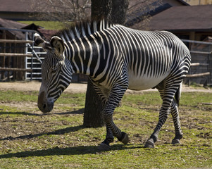 Zebra