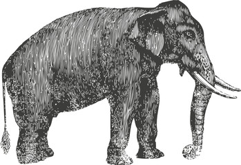 Elefant
