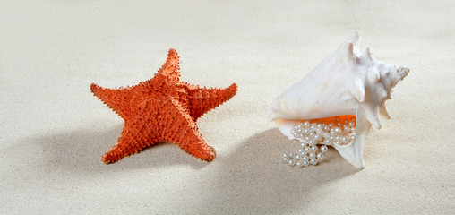 Fototapeta na wymiar beach sand pearl necklace shell starfish summer