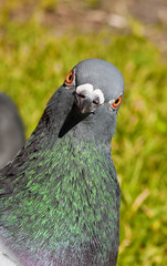 City Bird