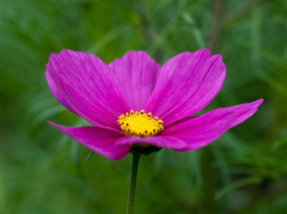 Pink Flower